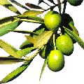Olivo