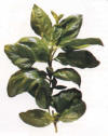 Albahaca