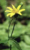 arnica