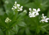 Asperula Olorosa