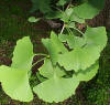 Ginkgo Biloba