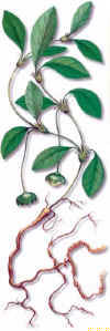 Ipecacuana 