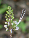 Ortosifon