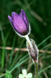 Pulsatilla